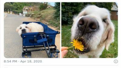 Владельцы попросили оценить фото своих собак и получили веселые результаты: 10 примеров