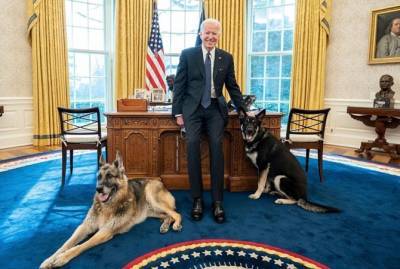 Собаки Байдена вернутся в Белый дом, несмотря на инцидент с укусом