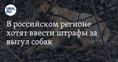 В российском регионе хотят ввести штрафы за выгул собак