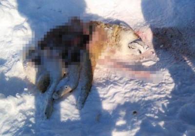 СМИ: В Сыктывкаре жертвой волка стала хаски