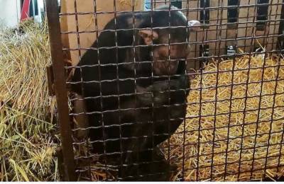 Гаишники спасли замерзающих на пути в Астрахань шимпанзе
