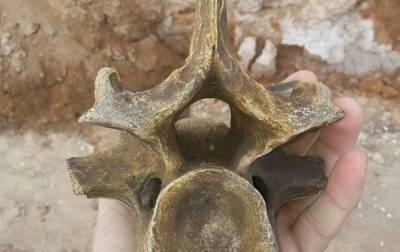 В Украине найдены останки доисторического животного