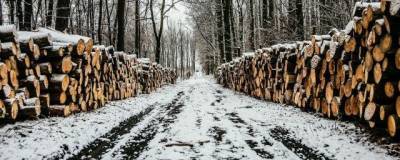 Экспорт древесины из Владимирской области за год вырос в два раза
