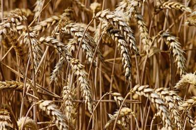 Агро - Новый рекорд: мировое производство пшеницы продолжает расти - 24tv.ua