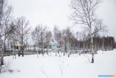 Южно-сахалинских дачников и многоэтажки у "Сити Молла" разделит буферный лес