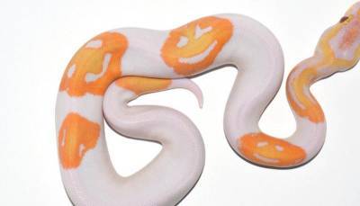 Заводчик из Джорджии продал уникальную «улыбчивую змею» за $6 тыс.