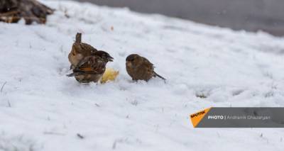 Скачки температуры, снег и метель: какая погода ждет Армению в ближайшие дни