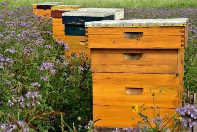 Поддержку от государства получат пчеловоды Хабаровского края