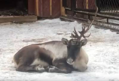 Видео: северные олени в Ленинградском зоопарке начали сбрасывать рога