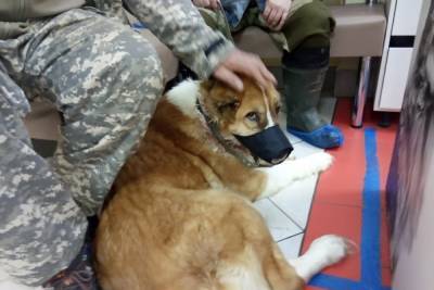 Костромские зоозащитники в Сусанинском выхаживают собаку, едва не ставшую жертвой догхантера