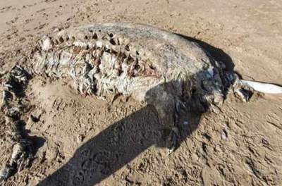 В Британии на берег выбросило жуткое семиметровое существо. ФОТО
