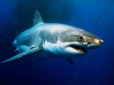 Что мы знаем про акул?