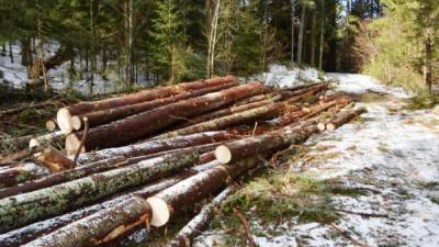 Семерых жителей Иркутска обвинили в незаконном экспорте леса в Китай