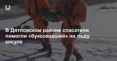 В Дятловском районе спасатели помогли «буксовавшей» на льду косуле