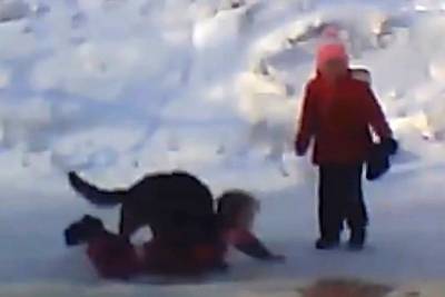 Бродячая собака напала на ребенка в Новосибирске (видео)