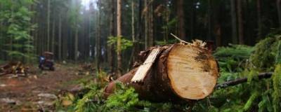 В Иркутской области выявили контрабанду леса более чем на 1 млрд рублей