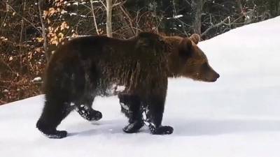 В Румынии инструктор по горным лыжам, чтобы спасти свою группу, стал приманкой для медведя
