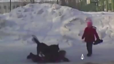 Бродячая собака напала на ребенка в Новосибирске