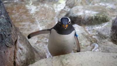 Спасавшийся от косаток пингвин запрыгнул в лодку к туристам