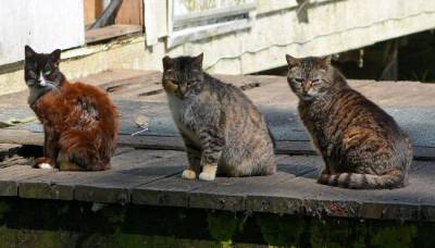 В Херсоне бродячие коты признаны частью местной экологической системы