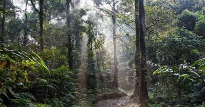 Только треть тропических лесов в мире осталась нетронутой, — отчет экологов