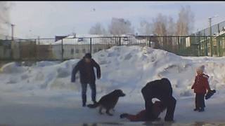 В Новосибирске бродячая собака набросилась на малолетних девочек — видео