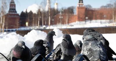 Мороз в Москве побил рекорд времен Брежнева
