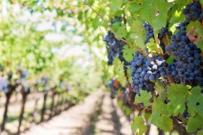 Правительство обновило программу господдержки садоводства и виноградарства