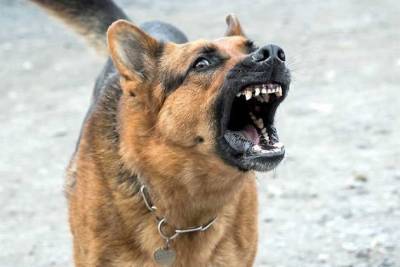 Читинка пожаловалась на свору злых собак в районе Машзавода