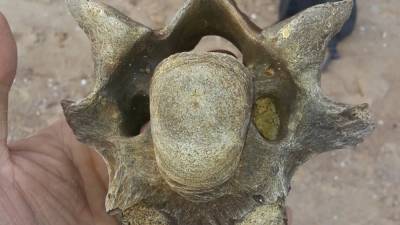 Останки древнего носорога обнаружили в Одесской области
