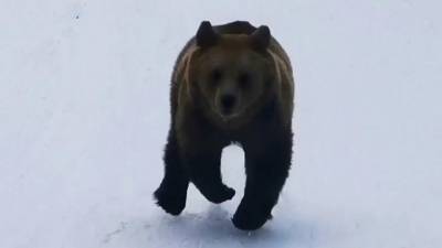 В Румынии медведь устроил погоню за лыжником