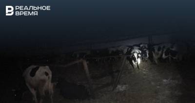 В Бугульминском районе Татарстана во время пожара ферме спасли 80 коров
