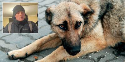 В Житомирской области будут судить живодера, массово убивавшего собак и кошек в селе - ТЕЛЕГРАФ