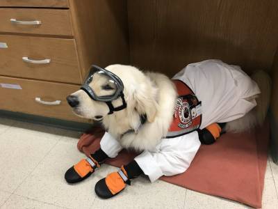 Хвостатый ученый: в США собака работает в научной лаборатории – фото, видео