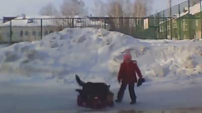 В Новосибирске возбуждено уголовное дело после нападения собаки на девочку