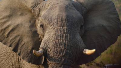 Дикие слоны уничтожили посевы и дома на юге Танзании