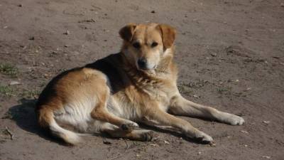 СК начал проверку после нападения бродячей собаки на девочку в Новосибирске