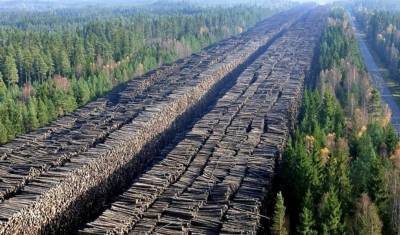 В Иркутской области задержали аферистов за контрабанду леса на 1 млрд руб.