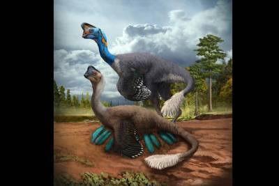 Найден скелет динозавра, который до последнего высиживал яйца и погиб