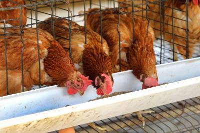 Роспотребнадзор подтвердил заражение птичьим гриппом сотрудников астраханской птицефабрики