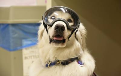 В США собака работает в химической лаборатории
