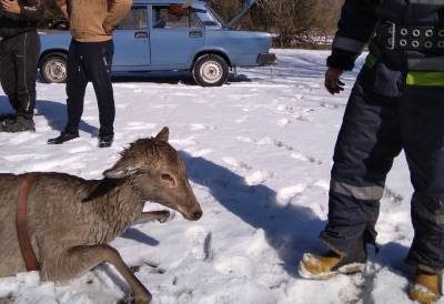 Спасение Бэмби: на Полтавщине из-под льда вытащили 2 оленят