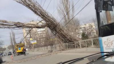 Улицы Симферополя перегородили поваленные ветром деревья – фото