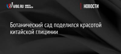 Ботанический сад поделился красотой китайской глицинии