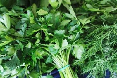 МК в Тамбове советует: зелень для салатов и супов можно вырастить на подоконнике