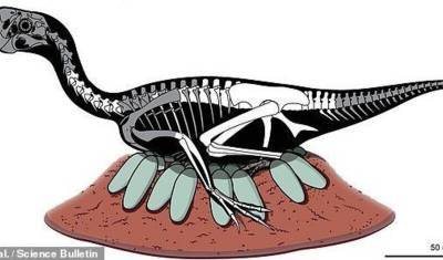 В Китае нашли окаменелые останки динозавра, сидящего на яйцах с эмбрионами внутри