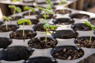 Как правильно замачивать семена в перекиси водорода для здоровой рассады