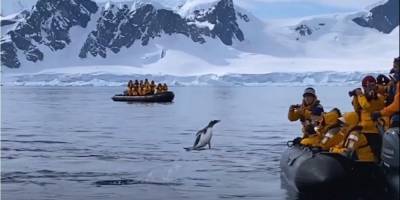 Триллер со счастливым финалом. Пингвин сбежал от косаток, запрыгнув в лодку к людям — видео