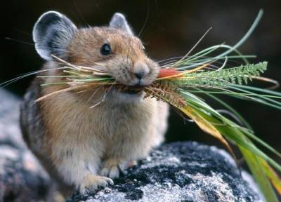 Немецкие ученые доказали, что городские мыши сообразительнее деревенских