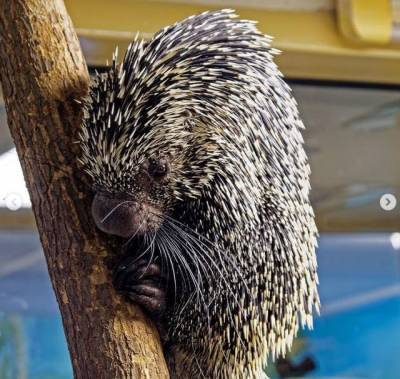 Новосибирский зоопарк устроил фотосессию дикобразам